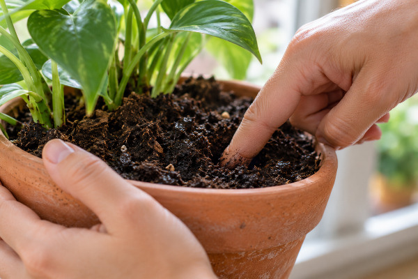 Cómo saber exactamente cuándo regar tus plantas