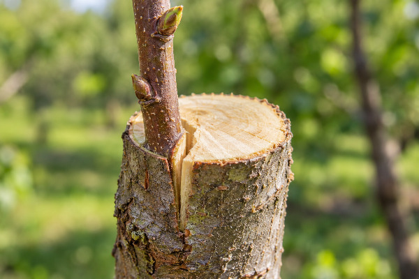 Cómo injertar un árbol frutal fácil paso a paso
